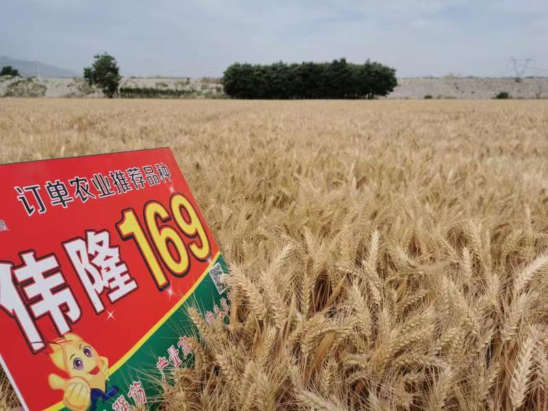 重磅！集團兩項產(chǎn)品入選農(nóng)業(yè)農(nóng)村部2023年農(nóng)業(yè)主導(dǎo)品種